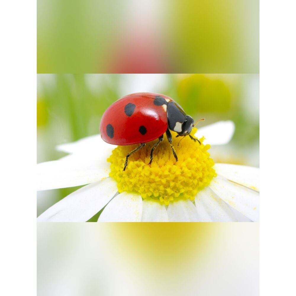 Red and Black Ladybug Custom Fridge Magnet Kitchen Decor